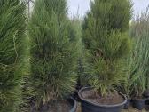 Juodosios Nigra ir kalnų pušys bonsai vazonuose - nuotraukos Nr. 5