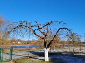Gyvatvorių karpymas, žeminimas, formavimas - nuotraukos Nr. 38