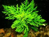 Akvariumo augalai