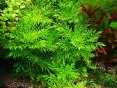 Akvariumo augalai - nuotraukos Nr. 2