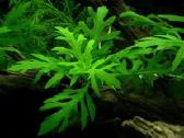 Akvariumo augalai - nuotraukos Nr. 3