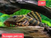 Įvairios akvariumo žuvytės, augalai, maistelis
