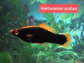 Įvairios akvariumo žuvytės, augalai, maistelis - nuotraukos Nr. 18