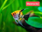 Įvairios akvariumo žuvytės, augalai, maistelis - nuotraukos Nr. 19