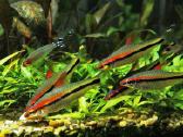 Įvairios akvariumo žuvytės, augalai, maistelis - nuotraukos Nr. 20