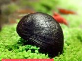 Įvairios akvariumo žuvytės, augalai, maistelis - nuotraukos Nr. 21