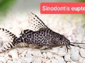Įvairios akvariumo žuvytės, augalai, maistelis - nuotraukos Nr. 22