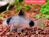 Įvairios akvariumo žuvytės, augalai, maistelis - nuotraukos Nr. 23