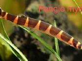 Įvairios akvariumo žuvytės, augalai, maistelis - nuotraukos Nr. 24
