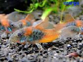 Įvairios akvariumo žuvytės, augalai, maistelis - nuotraukos Nr. 25