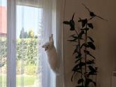 Katinams pritaikytos dieninės namų užuolaidos - nuotraukos Nr. 5