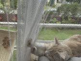 Katinams pritaikytos dieninės namų užuolaidos - nuotraukos Nr. 7