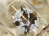 Stiklinės "Zodiakai" (12 št.), Stiklas, Gamykla " - nuotraukos Nr. 6
