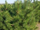 Pušis Juodoji 140-160 cm (Pinus Nigra).