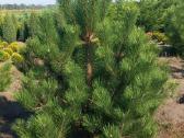 Pušis Juodoji 140-160 cm (Pinus Nigra). - nuotraukos Nr. 2