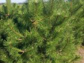 Pušis Juodoji 140-160 cm (Pinus Nigra). - nuotraukos Nr. 3