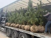 Pušis Juodoji 140-160 cm (Pinus Nigra). - nuotraukos Nr. 4