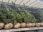Pušis Juodoji 140-160 cm (Pinus Nigra). - nuotraukos Nr. 5