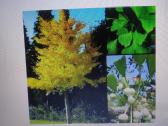 Ginkmedis - nuotraukos Nr. 25