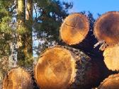 Malkos Kaunas Jonava kedainiai berzas pigiai - nuotraukos Nr. 4