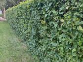 Skroblas paprastasis (lot. Carpinus betulus)