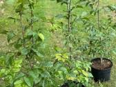 Skroblas paprastasis (lot. Carpinus betulus) - nuotraukos Nr. 2