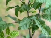 Skroblas paprastasis (lot. Carpinus betulus) - nuotraukos Nr. 3