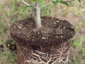 Skroblas paprastasis (lot. Carpinus betulus) - nuotraukos Nr. 4