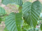 Skroblas paprastasis (lot. Carpinus betulus) - nuotraukos Nr. 5