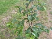 Skroblas paprastasis (lot. Carpinus betulus) - nuotraukos Nr. 6