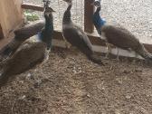 Parduodu povus
