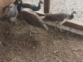 Parduodu povus - nuotraukos Nr. 3