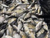 Karpių mailius įžuvinimui 5.99eur/kg.karpiukai - nuotraukos Nr. 6