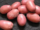 Bulvės maistinės 0,24 €/kg, nerūšinės 0,05 €/ kg | Skelbiu.lt Bulvės maistinės 0,24 €/kg, nerūšinės 0,05 €/ kg