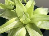 Haworthia cymbiformis 'Variegata' - nuotraukos Nr. 3