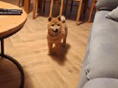 Parduodu shiba inu šuniukus - nuotraukos Nr. 6