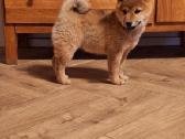 Parduodu shiba inu šuniukus - nuotraukos Nr. 5