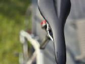 Plentinis Koga Myata Roadwinner XL - nuotraukos Nr. 7