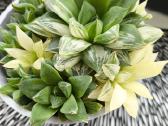 Haworthia cuspidata f. variegata - nuotraukos Nr. 4