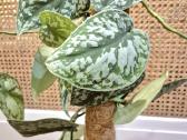 Kambarinė gėlė "Scindapusus Pictus Exotica". - nuotraukos Nr. 6