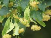 Liepa mažalapė (Tilia cordata) - nuotraukos Nr. 2