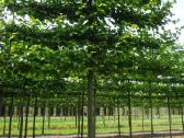 Liepa mažalapė (Tilia cordata) - nuotraukos Nr. 3