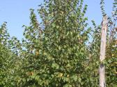 Liepa mažalapė (Tilia cordata) - nuotraukos Nr. 4