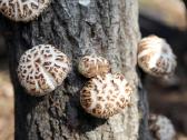 Shiitake grybiena ant pjuvenų ar kaištelių - nuotraukos Nr. 3