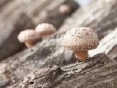 Shiitake grybiena ant pjuvenų ar kaištelių - nuotraukos Nr. 4