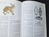 Lietuvos fauna. Žinduoliai - nuotraukos Nr. 4