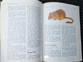 Lietuvos fauna. Žinduoliai - nuotraukos Nr. 5