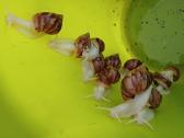 Achatina sraigės - jaunikliai, 7 mėnesių, 7-8 cm - nuotraukos Nr. 2