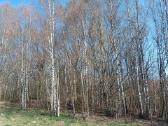 Žemės sklypas Vilkaviškio r. Vištyčio sen. - nuotraukos Nr. 10