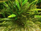 Akvariumo augalai - nuotraukos Nr. 3